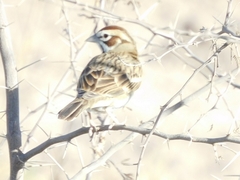 Chondestes grammacus