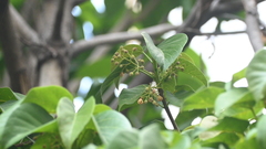 Sterculia ceramica