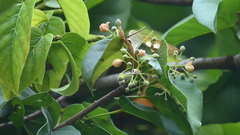 Sterculia ceramica