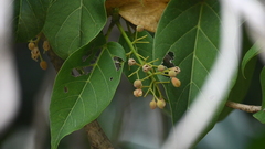 Sterculia ceramica