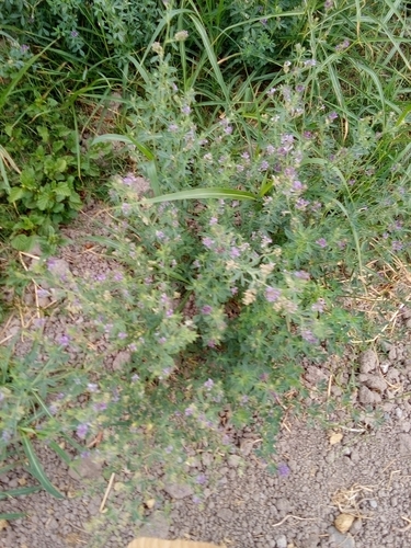 Alfalfa