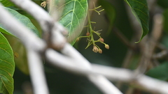 Sterculia ceramica