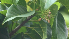 Sterculia ceramica