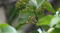 Sterculia ceramica
