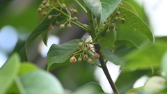 Sterculia ceramica