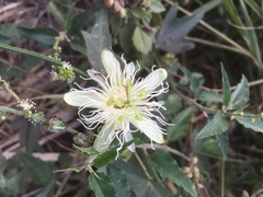 Passiflora misera