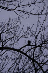 Corvus brachyrhynchos brachyrhynchos