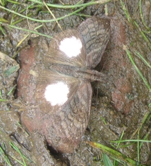 Theagenes albiplaga