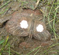 Theagenes albiplaga