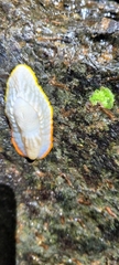 Peltella