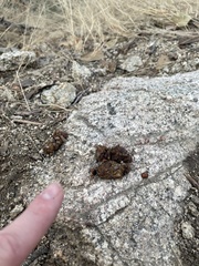 Bassariscus