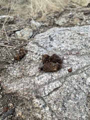 Bassariscus
