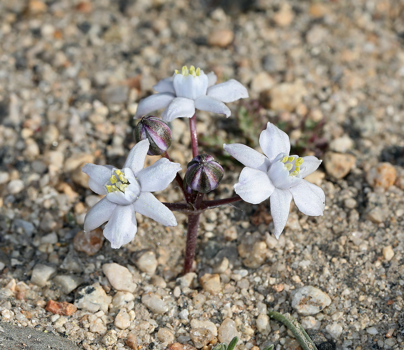 Muilla coronata