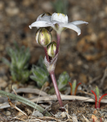 Muilla coronata