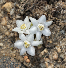 Muilla coronata