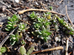 Sedum sarmentosum