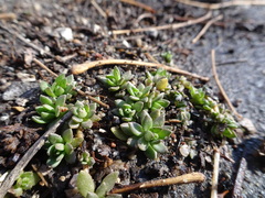 Sedum sarmentosum