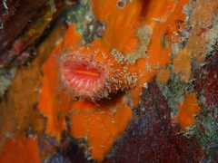 Monomyces rubrum