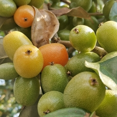 Elaeagnus conferta