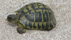 Testudo hermanni hermanni