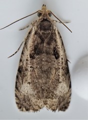 Olethreutes punctanum