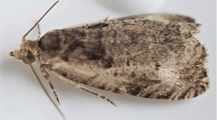 Olethreutes punctanum