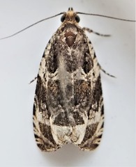 Olethreutes versicolorana