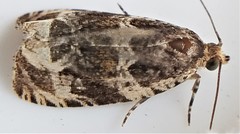 Olethreutes versicolorana