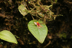 Lepanthes rupestris