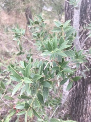 Aspidosperma