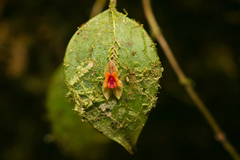 Lepanthes rupestris