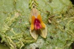 Lepanthes rupestris