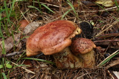Phylloporus clelandii