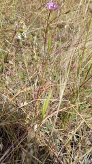 Brachypodium distachyon