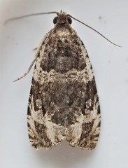 Olethreutes versicolorana