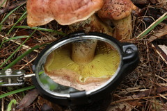 Phylloporus clelandii