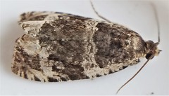 Olethreutes versicolorana