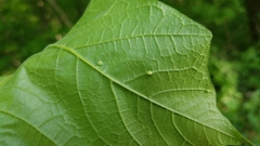 Dasineura communis