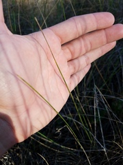 Paspalum monostachyum