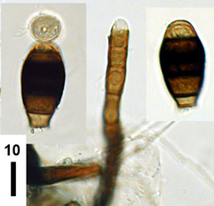 Phragmocephala prolifera