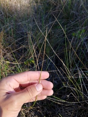 Paspalum monostachyum