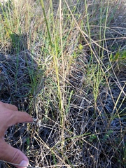 Paspalum monostachyum