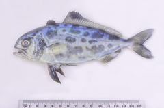 Seriolina nigrofasciata
