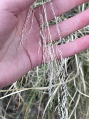 Muhlenbergia montana