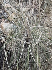 Muhlenbergia montana