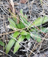 Helenium pinnatifidum