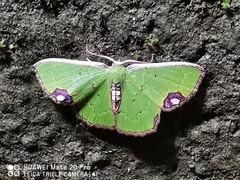 Spaniocentra spicata