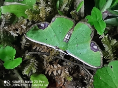 Spaniocentra spicata