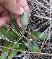 Helenium pinnatifidum