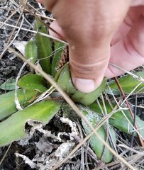 Helenium pinnatifidum